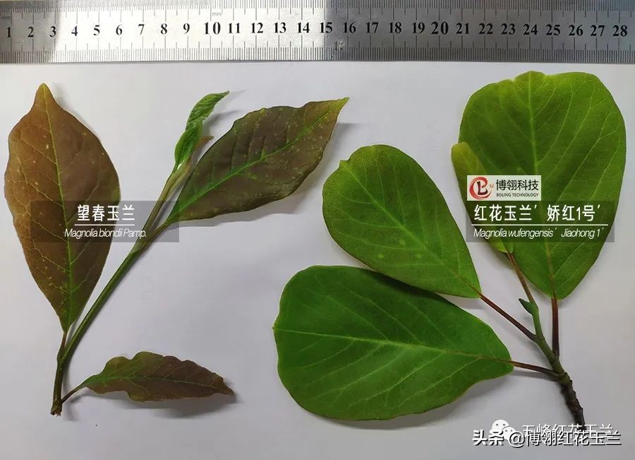 娇红一号玉兰真假识别,娇红一号玉兰和黄鸟玉兰区别