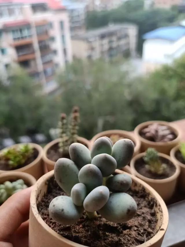 适合学生党养的多肉,适合大学宿舍长期养的多肉