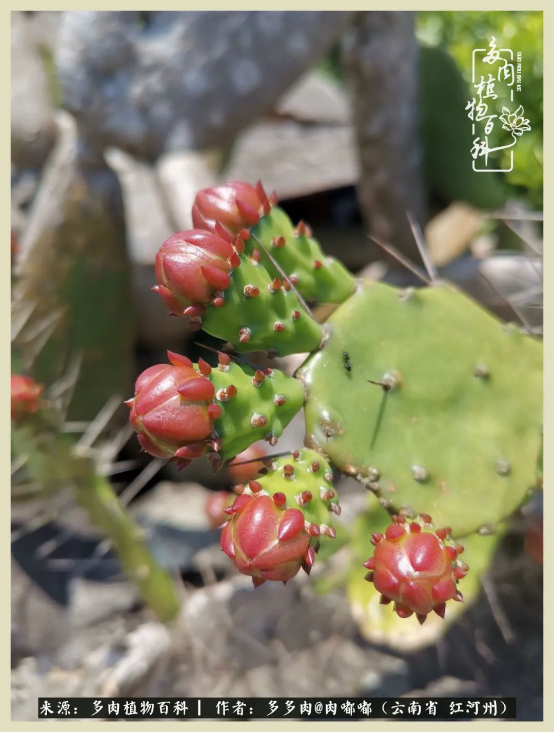 这个春天我们一起去赏花,这个季节我们一起去看花
