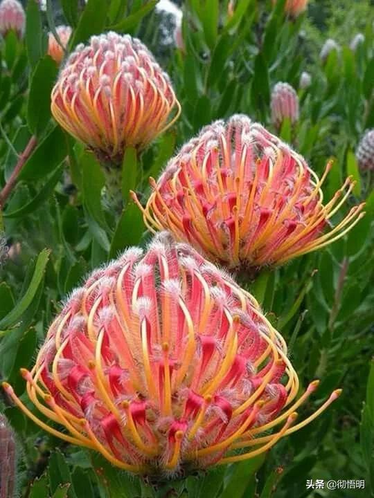 十种稀有长寿花,80个长寿花品种全都美极了