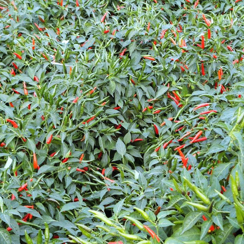 融水特色生态农业产业园,广西融水县特色产品