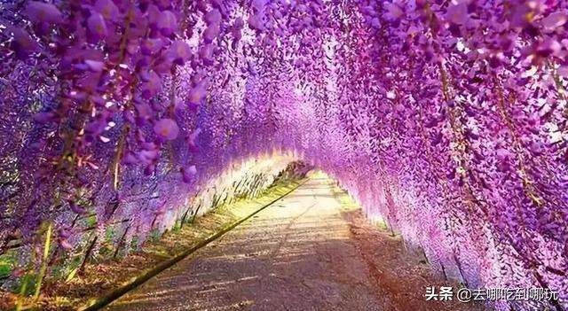 最新元旦增城大埔围花海门票,增城大埔围花海樱花节门票