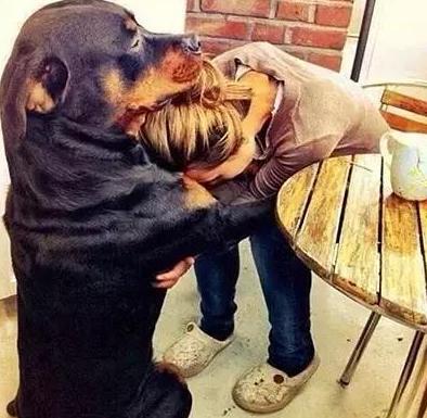 罗威纳三四个月为啥很怂,罗威纳的性格适不适合养