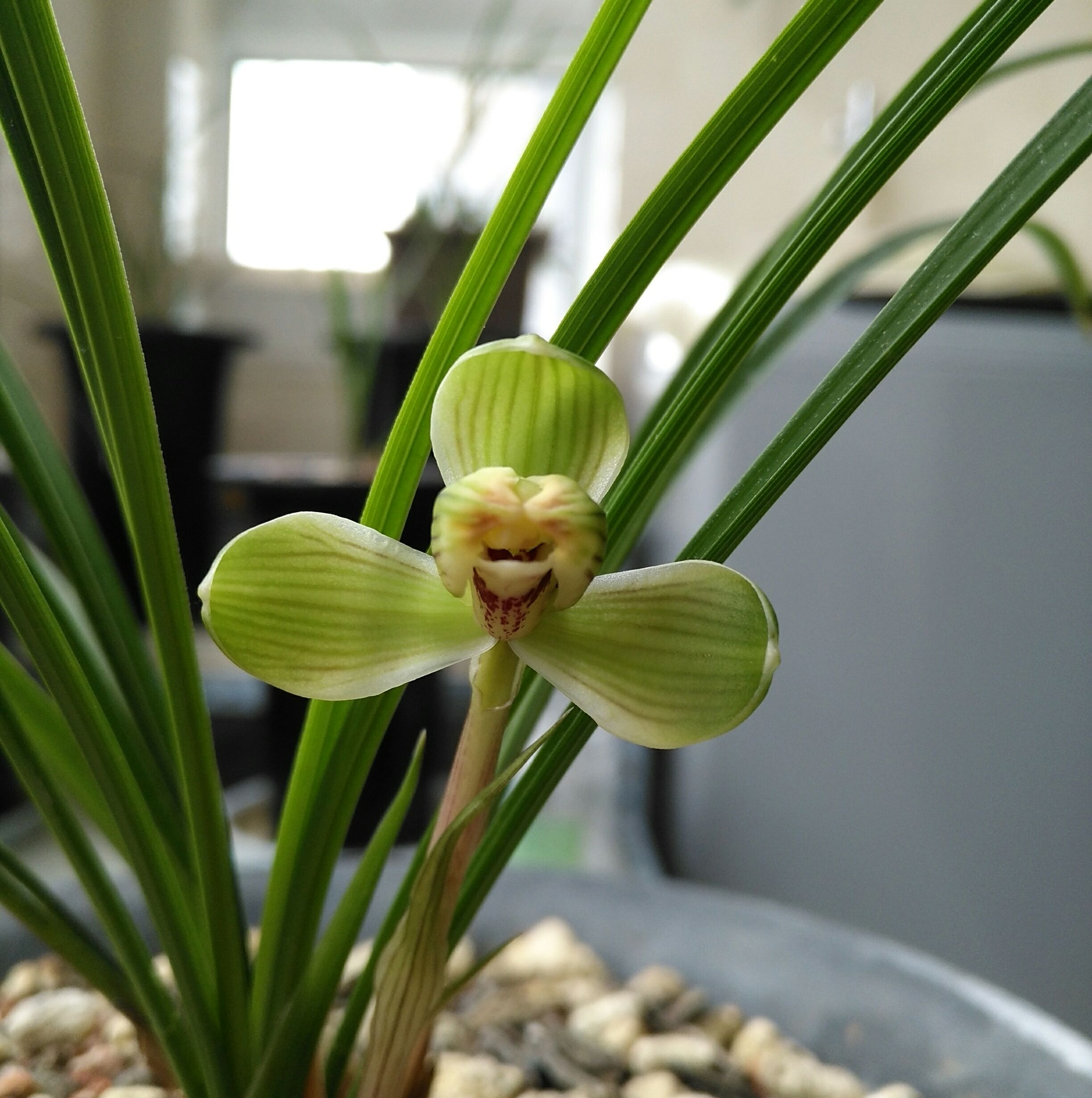 兰花冒尖是要开花了吗,兰花出花苞后黑尖怎么办