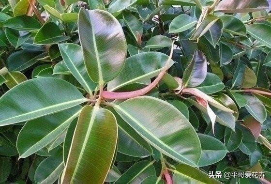 橡皮树叶子发软怎么补救,橡皮树叶子发蔫掉落是怎么回事