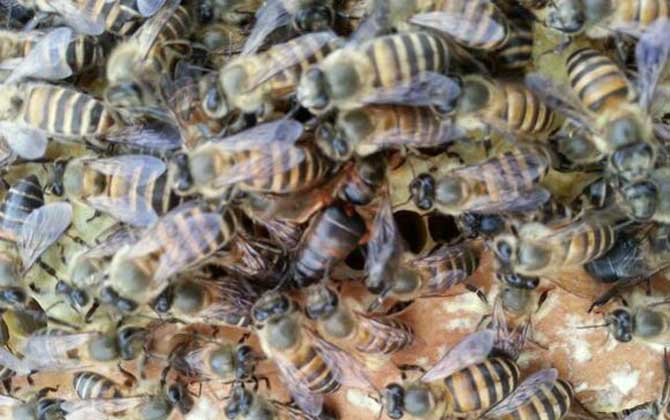 中蜂如何用继箱合并蜂群,中蜂失王后怎样并群