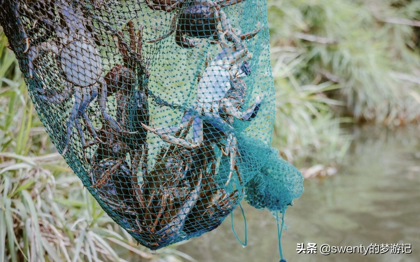 蟹肥芦花沙家浜久住逸庐,沙家浜游玩体验与感受