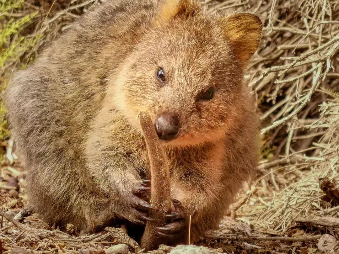 华为p30的镜头模组叫什么,华为p30镜头是蓝宝石的吗