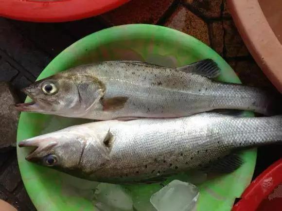 开海特价海鲜,开海的海鲜视频
