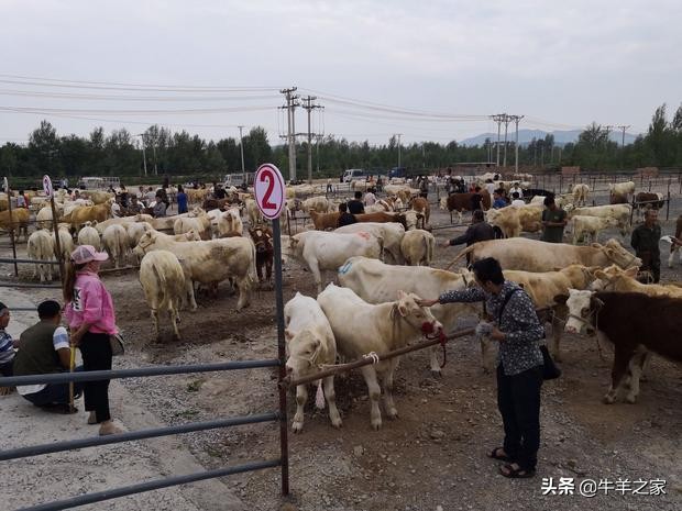 辽宁最大畜牧交易市场,群晟畜牧交易市场