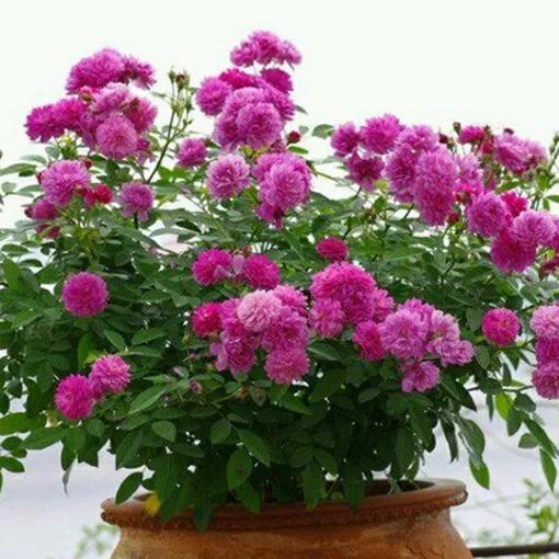 适合栽种在阳台上的月季品种,适合阳台种植的月季品种推荐