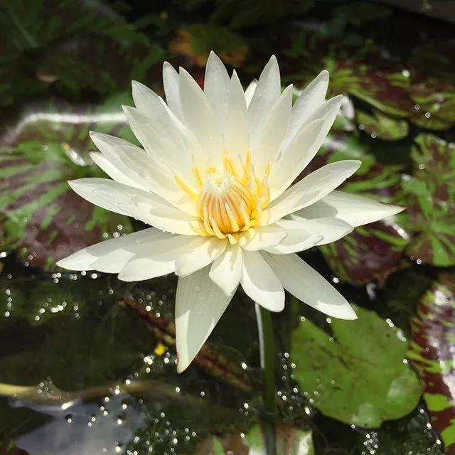 广州有荷花的地方,广州周边的荷花景点推荐