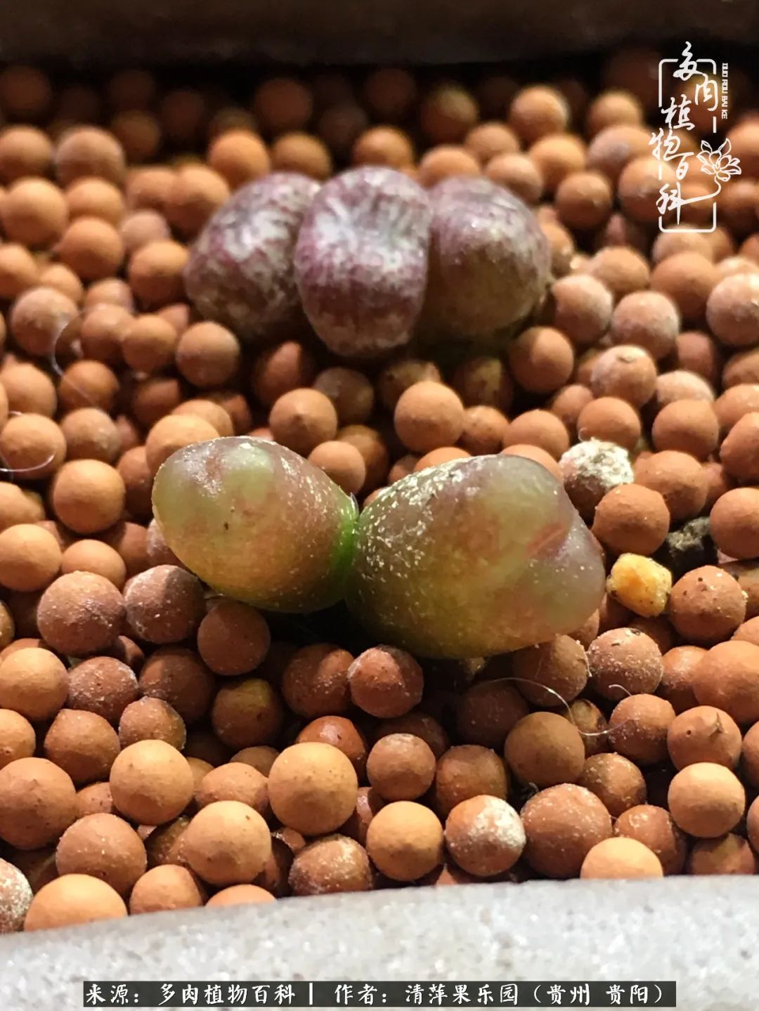 生石花庭院,晶莹剔透的生石花