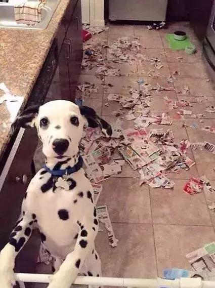 哈士奇把主人的家拆了,被哈士奇拆的家