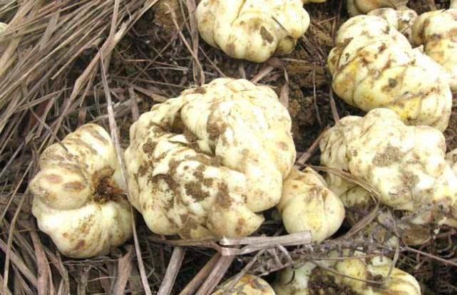 世界上有奇特现象的植物,世界上有哪些奇怪的叶子