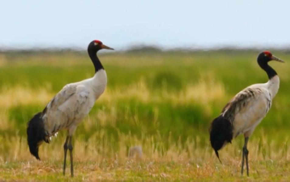 中国社会科学院昆明动物研究所,中国科学院昆明动物研究所简介