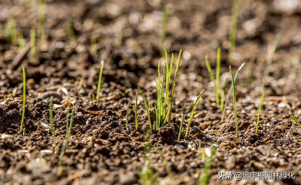 绿化草种种植方法,绿化种草籽的正确方法