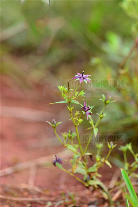 山飘儿草,见过吗?对耳鸣耳聋有一定疗效