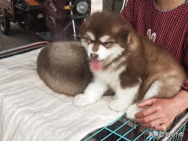 真正的狗市品种,哪里的狗市便宜品种又好种类又多