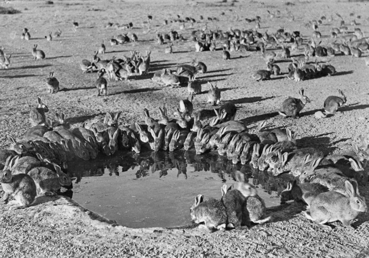 澳洲兔子的百年大战,澳洲人和兔子百年之争