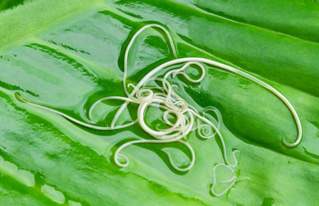 狗狗身上有虫该怎么驱虫,如何辨认狗狗身上有寄生虫