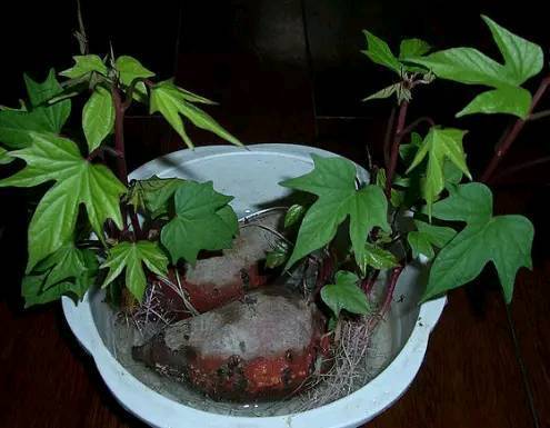 红薯发芽长叶可以往屋子里放吧,红薯发芽部分切下来能盆栽吗