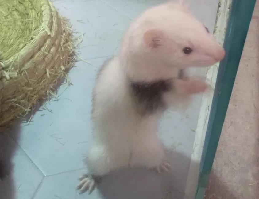 养貂是一种什么样的体验,宠物貂如何养