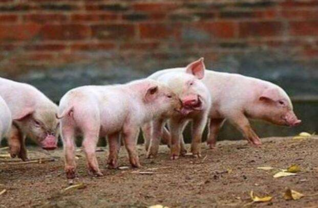 2000元一头的小猪能不能买？养猪人要算清楚这个账，别被忽悠了！