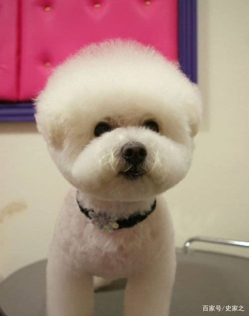 比熊怎么看出有没有病,比熊怎么辨识