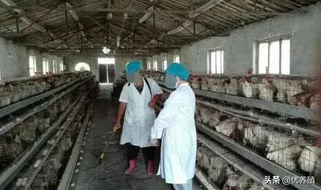 养鸡有球虫的症状,养鸡技术与鸡球虫病的防治