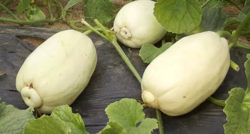 热干面醒了！潍坊肉火烧们坐不住了！