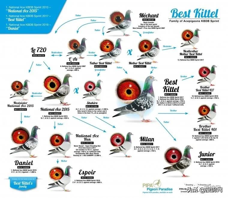 比利时速度鸽,比利时速霸龙赛鸽