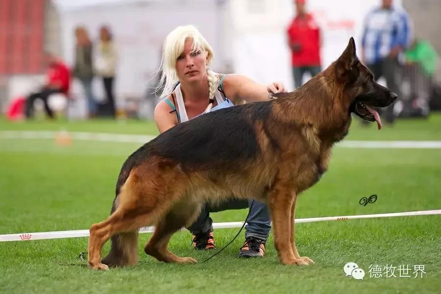 我的狗情结(三)