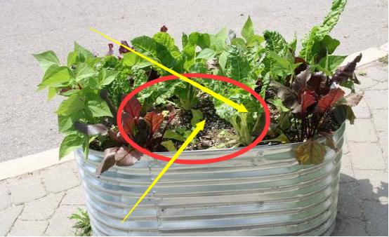 油桶种菜种植技术图解,空油桶种菜怎样种得多