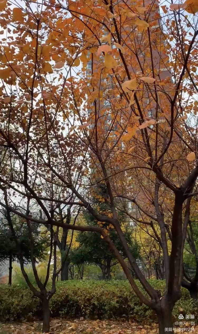 霜降粤语歌曲,霜降翻唱版