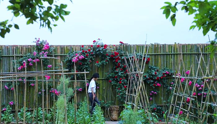 李子柒上山挖野菜视频,李子柒制作全过程视频美食