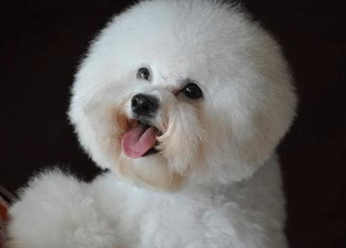 比熊精神状态不好腿有点打哆嗦,比熊洗澡可能拉肚子吗