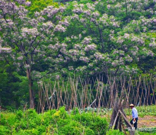 五鬼树有什么作用,五鬼树