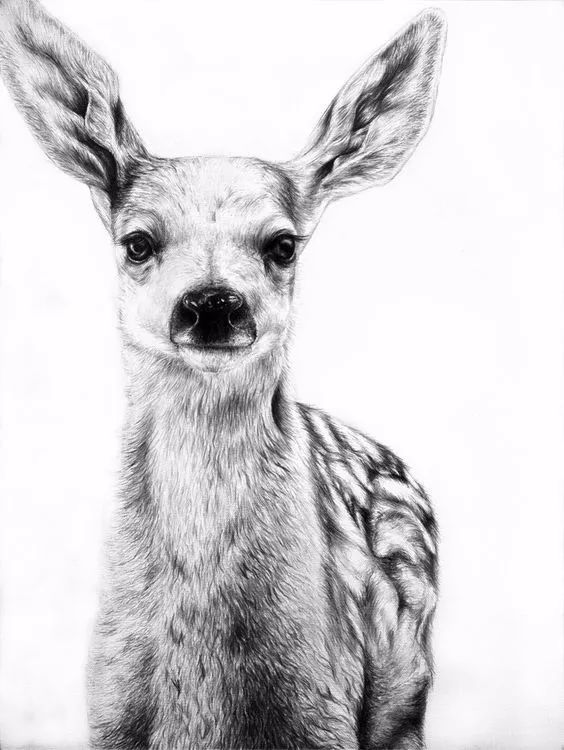 绱犳弿鍏ラ棬鍔ㄧ墿,绱犳弿鍔ㄧ墿瑙ｆ瀽