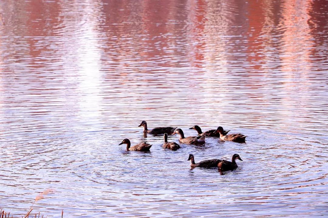 天津超奢华大学,天津大学旧校区取景