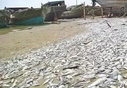 闪电打到海里会电死多少鱼,闪电劈到海里导电范围有多大