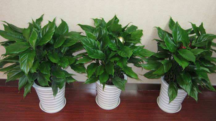 四季常青万年青怎么养,四季常青金边万年青