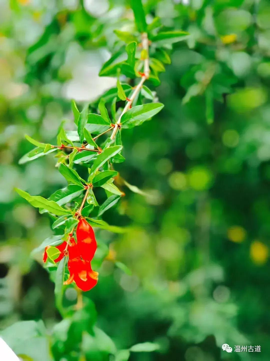 千年古村平阳县鸣山村古城夜景,平阳昆阳鸣山古村落