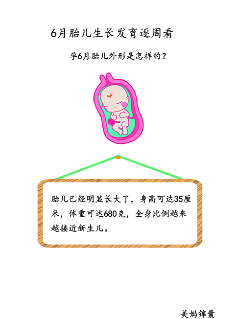 胎儿21周至23周的变化,胎儿21天的样子