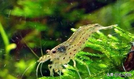 最高效的除藻工具虾,去除绿藻用什么虾