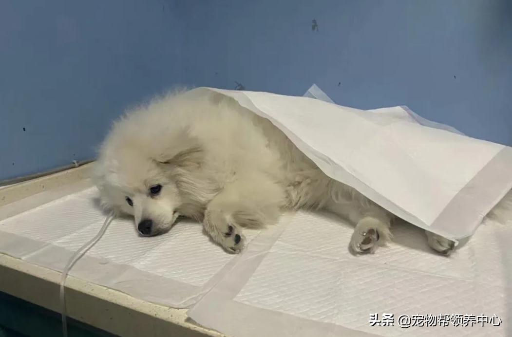 狗狗被*养送**期间患上细小，前主人却说：存活几率很小，别治了…