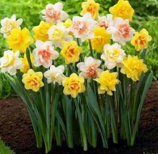 如何让水仙婀娜多姿,花香四溢