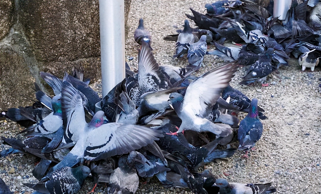 日本爱知县旅游攻略,玩转日本自由行