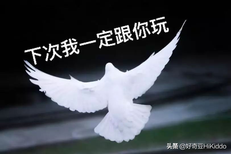 爽约放鸽子怎么说,爽约为什么叫放鸽子