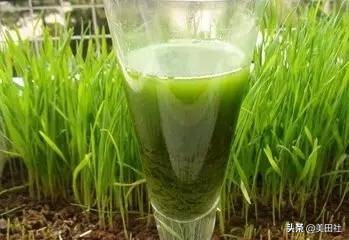 怎么样能纸上种菜,在家种菜可以做什么